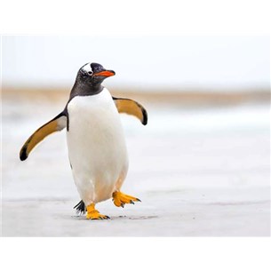 penguin2_2-600x450