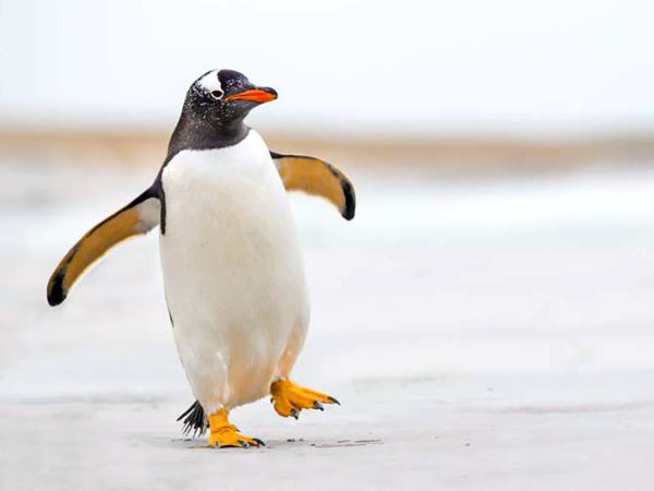 penguin2_2-600x450